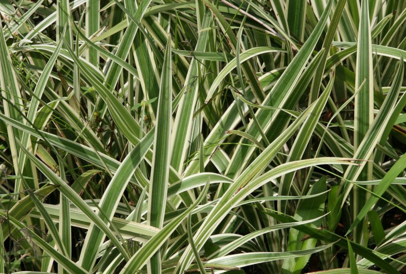 Осока ржавопятнистая Carex siderosticta
