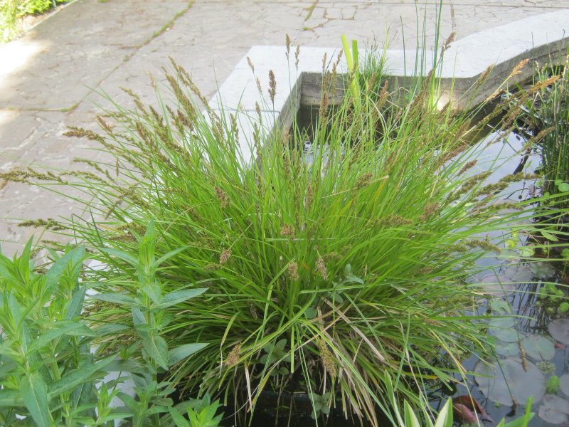 Осока Крылатая (Carex elata )