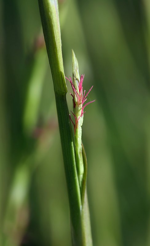 Осока висячая (Carex pendula)