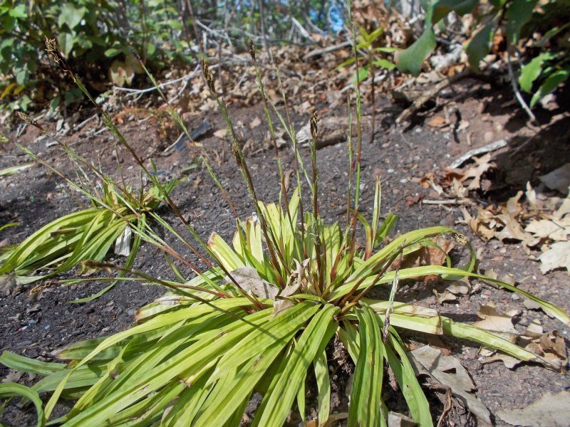Осока ржаволистная (Carex siderosticta)с5