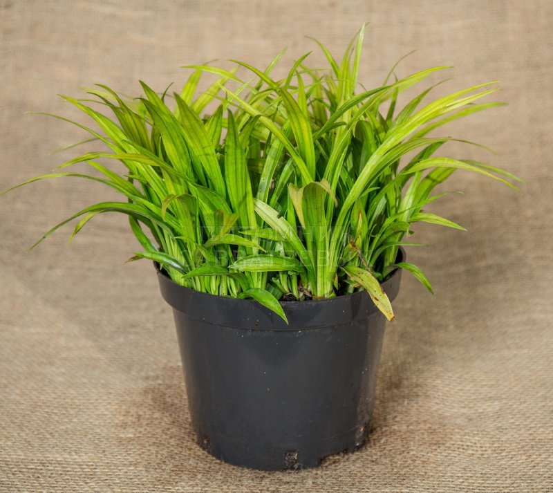 Осока подорожниковая Carex plantaginea