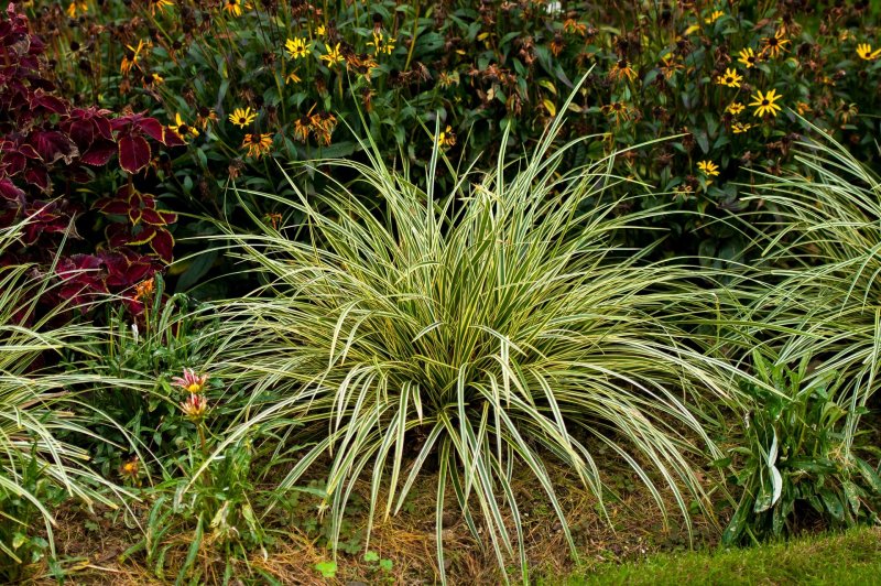 Carex siderosticta