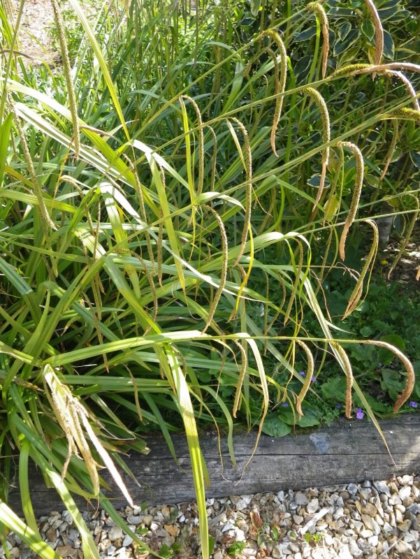 Carex leporina