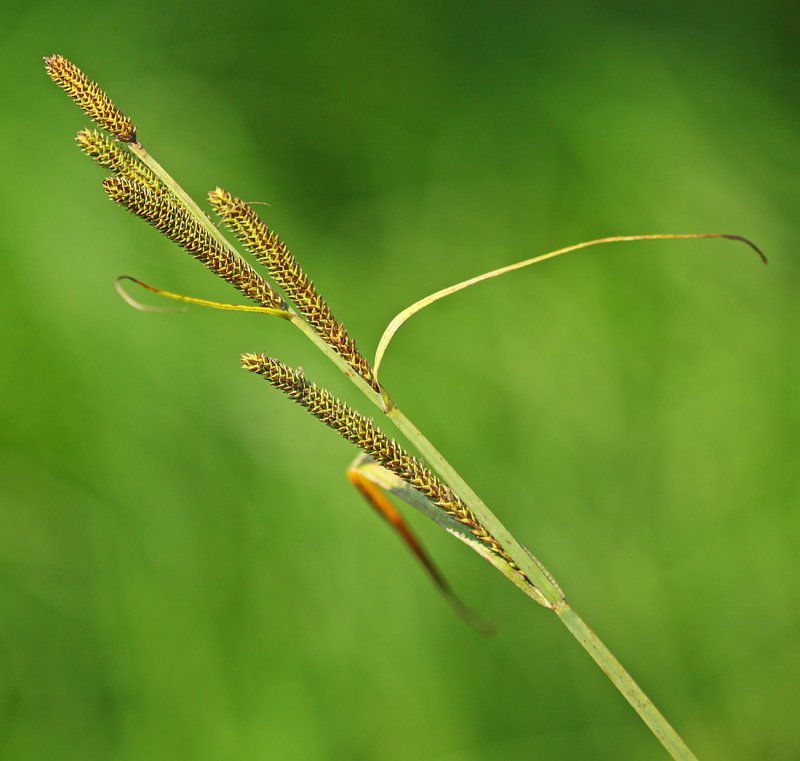 Carex paupercula