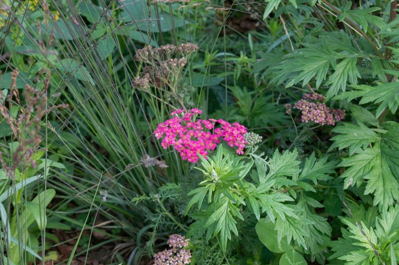 Тысячелистник Achillea "Red Velvet"