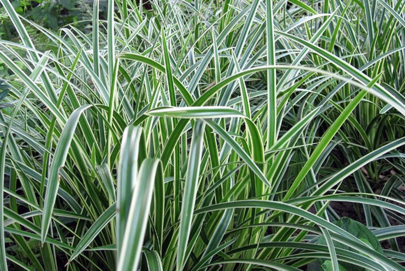 Осока Морроу (Carex morrowii `variegata`)