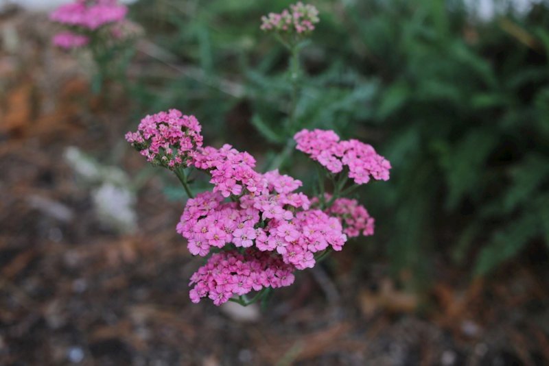 Тысячелистник Achillea paprika