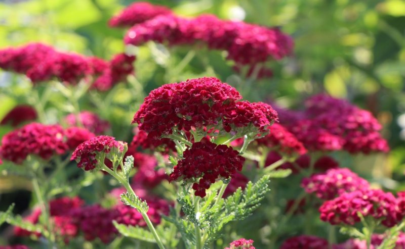 Тысячелистник Cerise Queen