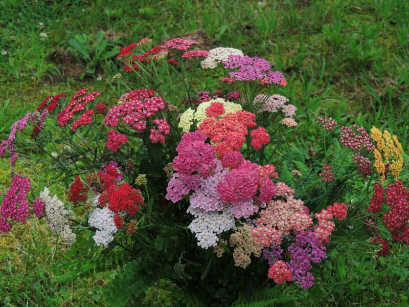 Тысячелистник щетинистый — Achillea setacea