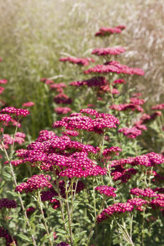 Тысячелистник (Achillea)