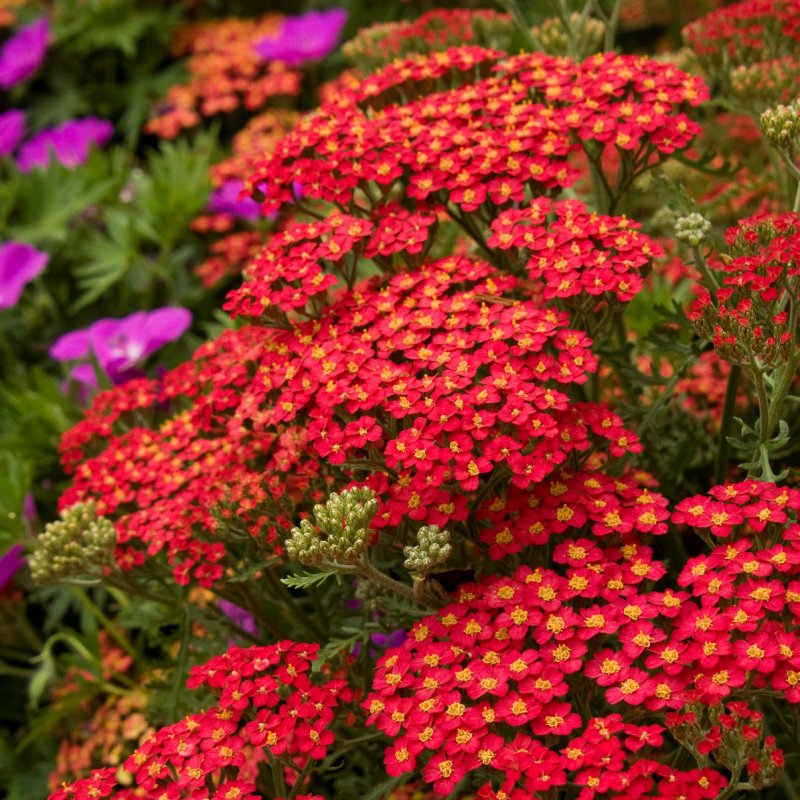 Тысячелистник Achillea paprika