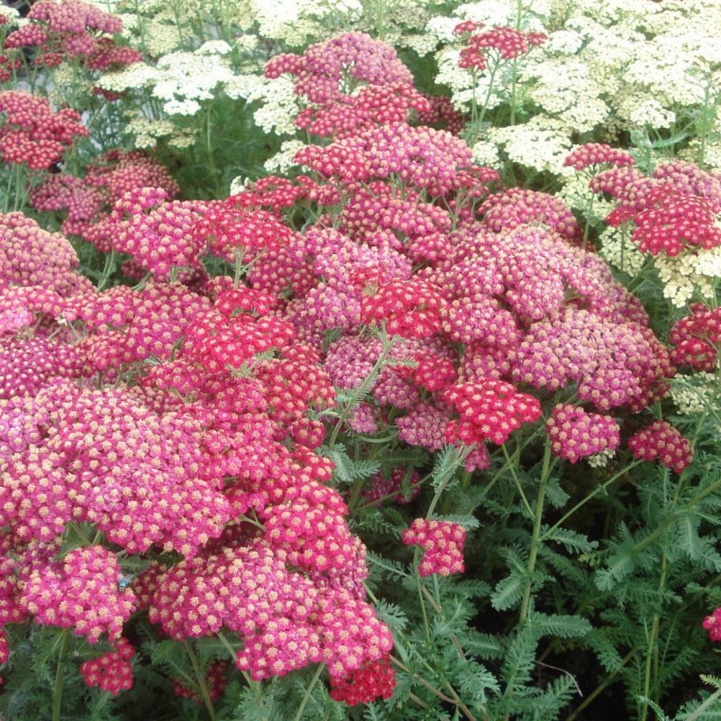 Тысячелистник Cerise Queen
