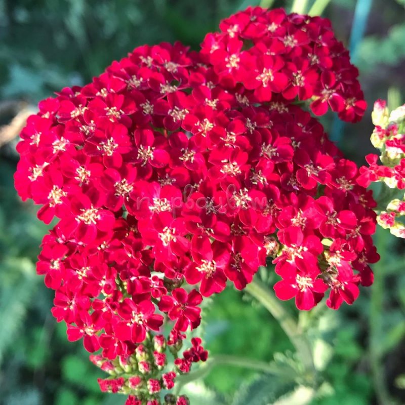 Тысячелистник millefolium paprika