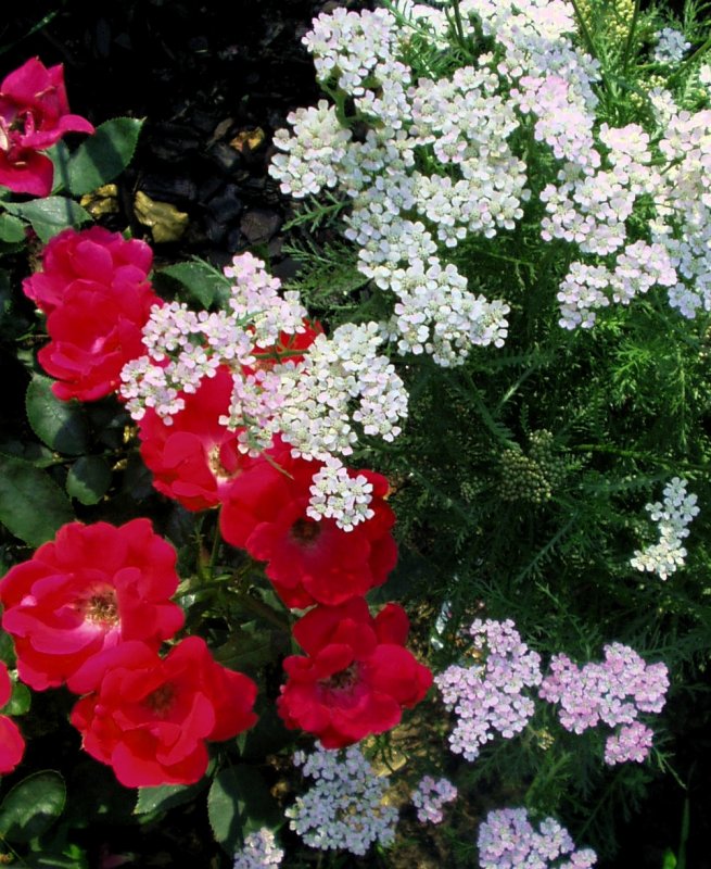 Тысячелистник millefolium paprika