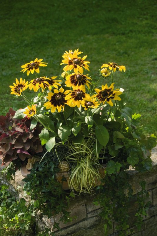 Рудбекия Denver Daisy