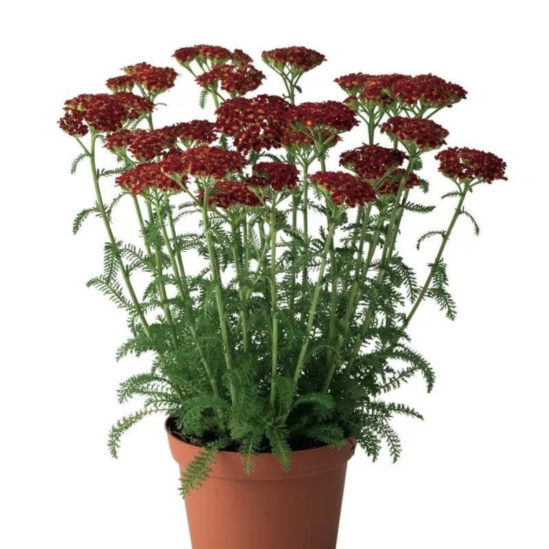 Тысячелистник Achilléa millefólium Cerise Queen