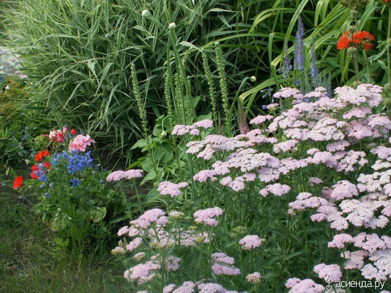 Тысячелистник Achillea millefolium paprika