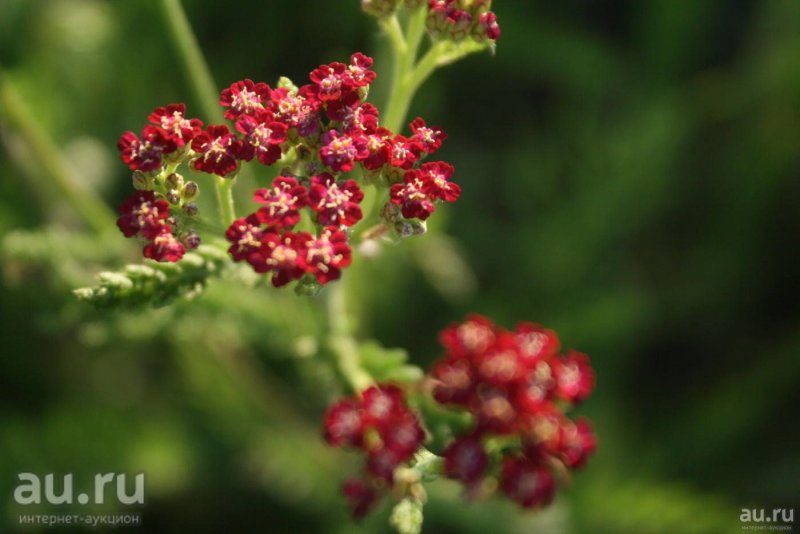 Ахиллея (тысячелистник) millefolium