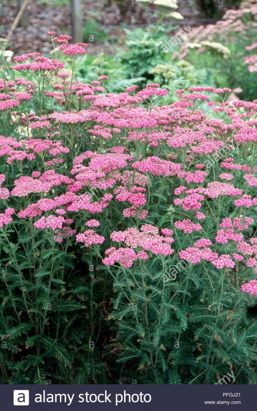 Тысячелистник Cerise Queen