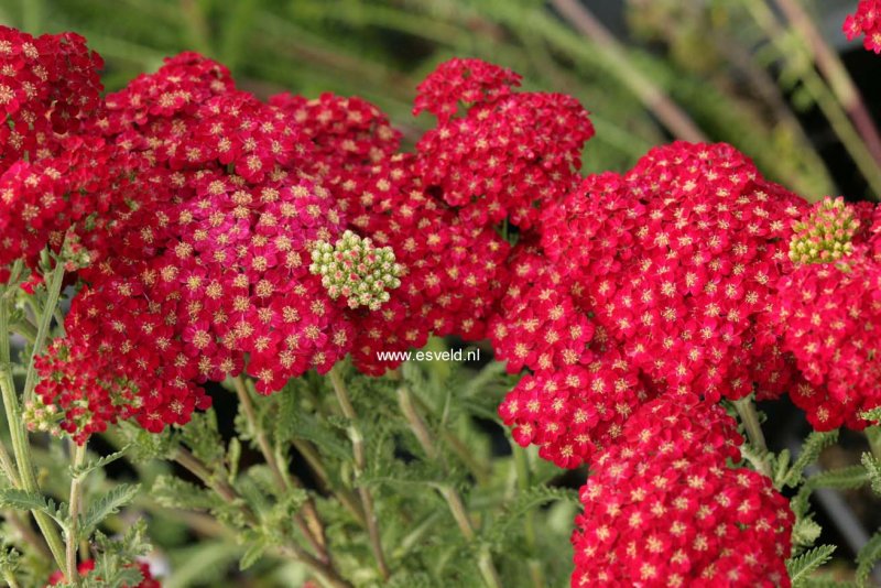 Тысячелистник Achillea "Red Velvet"