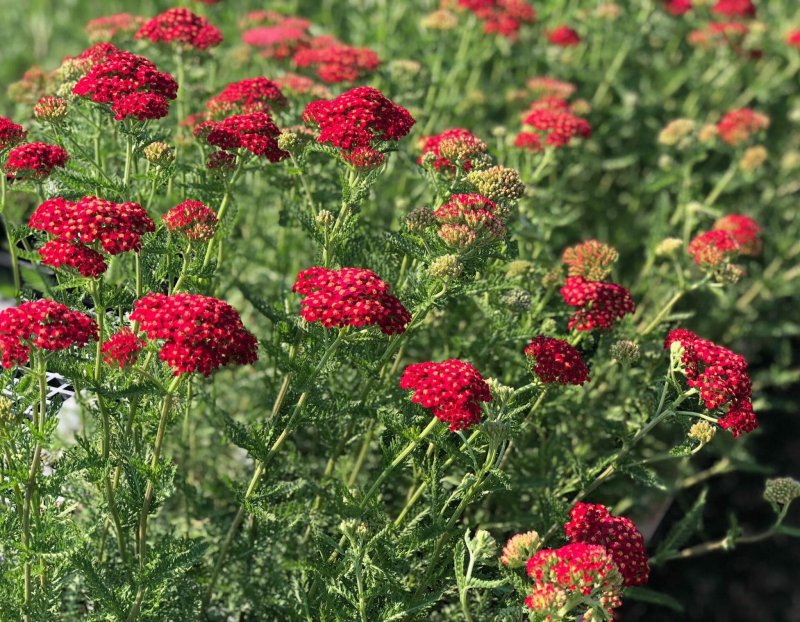 Тысячелистник Achillea millefolium paprika