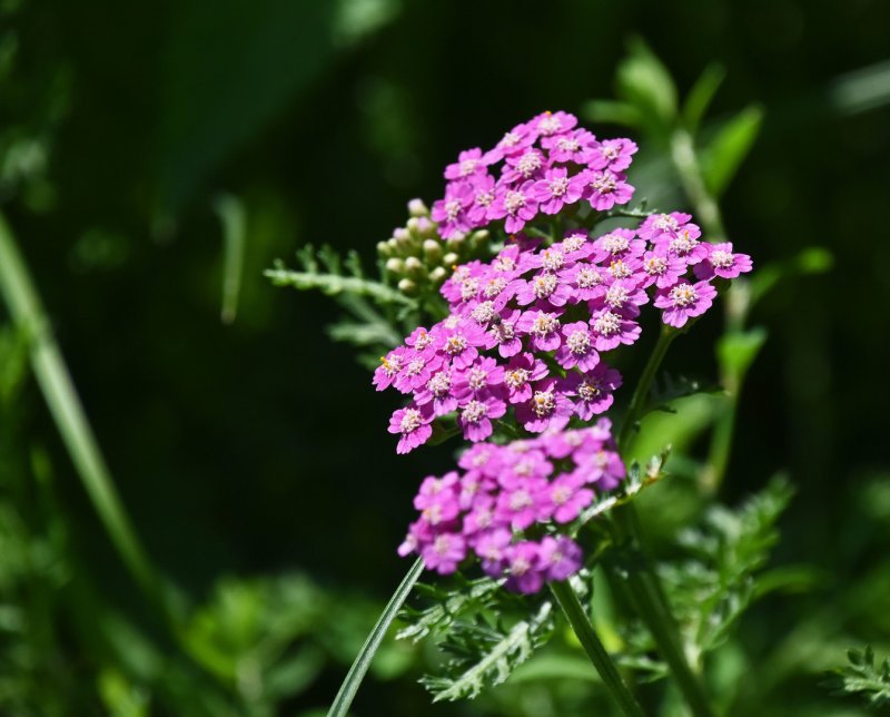 Тысячелистник (Achillea)