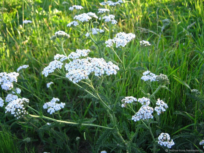 Yarrow Allan