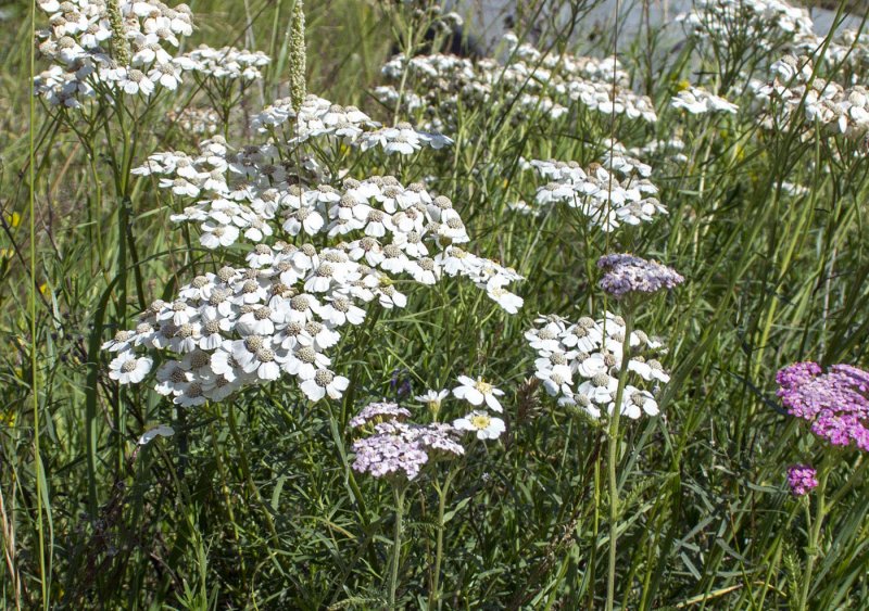 Тысячелистник Achillea paprika