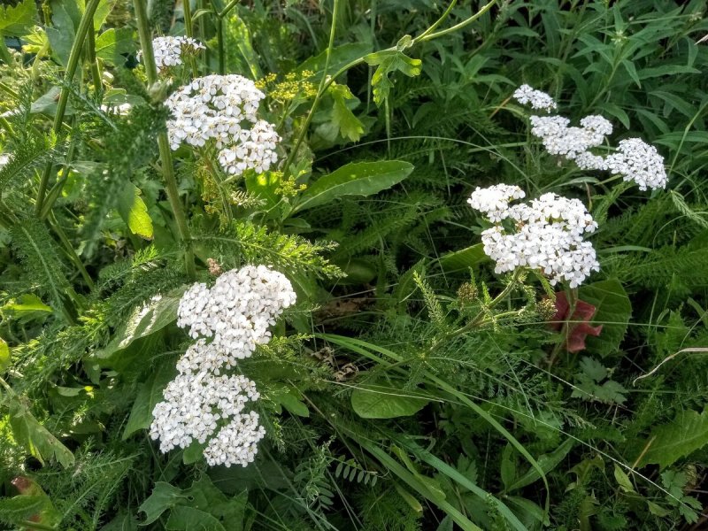 Тысячелистник Лаура
