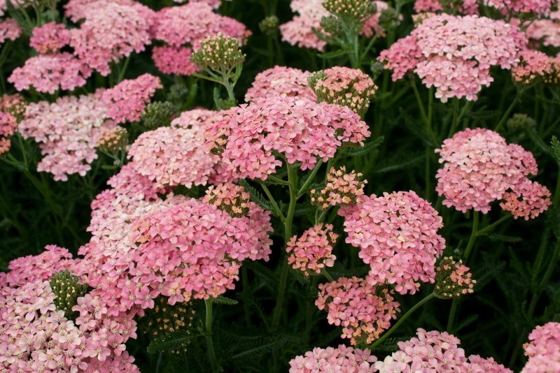 Achillea millefolium New Vintage Violet