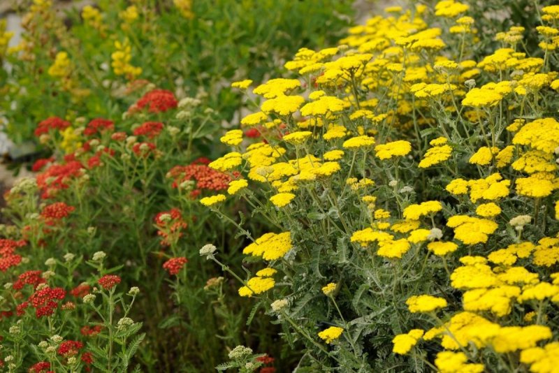 Тысячелистник Achillea paprika