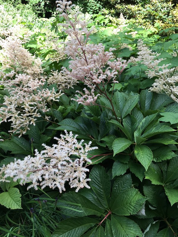Роджерсия Rodgersia aesculifolia