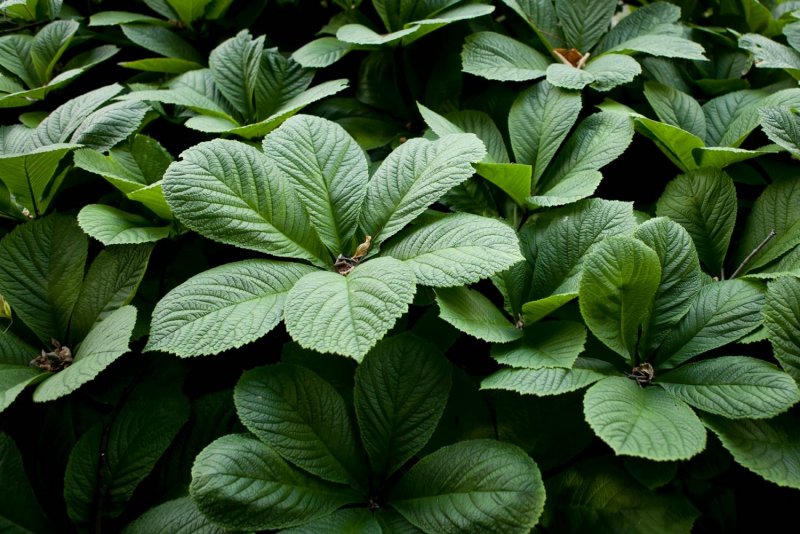 Роджерсия конскокаштанолистная (Rodgersia aesculifolia)