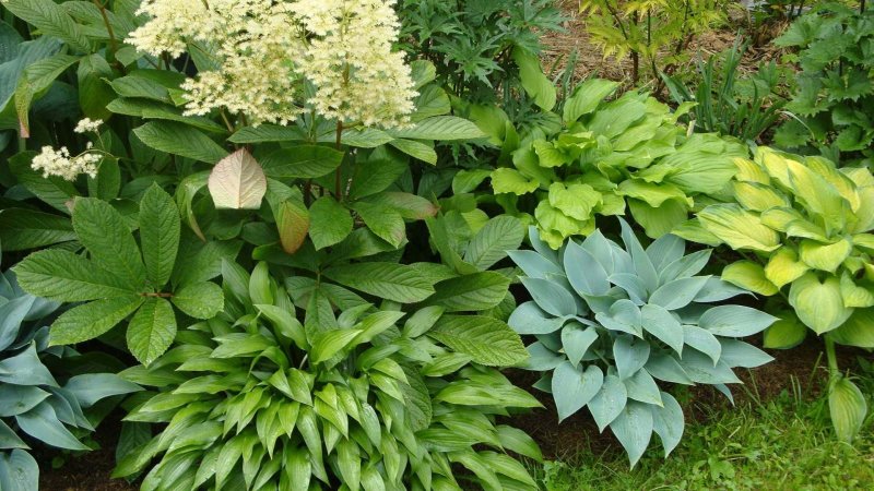 Роджерсия перистая elegans (Элеганс)