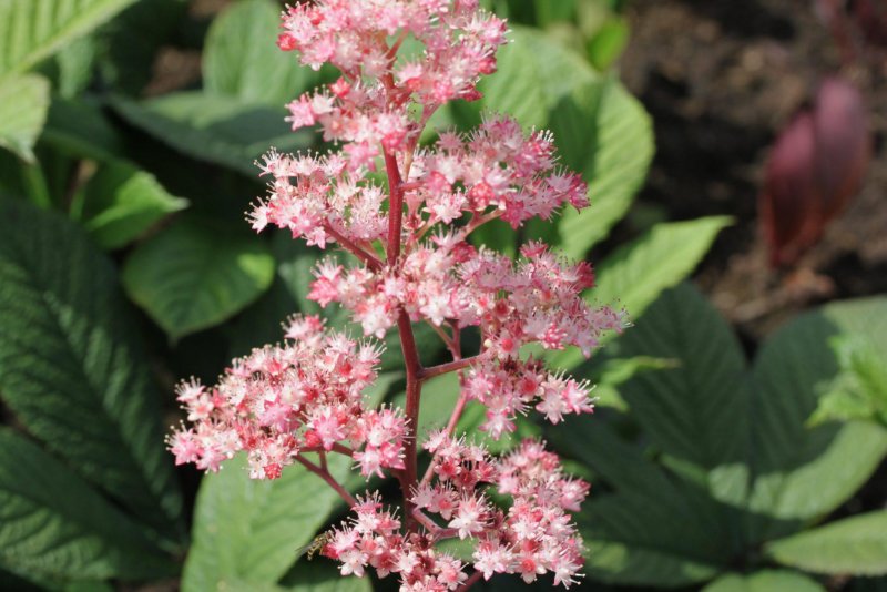 Роджерсия конскокаштанолистная (Rodgersia aesculifolia)