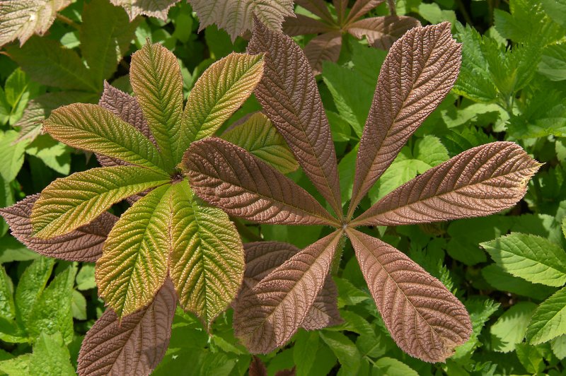 Роджерсия конскокаштанолистная (Rodgersia aesculifolia)
