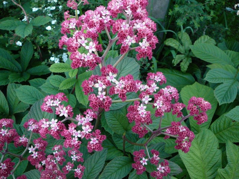Роджерсия Rodgersia Dark Pokers