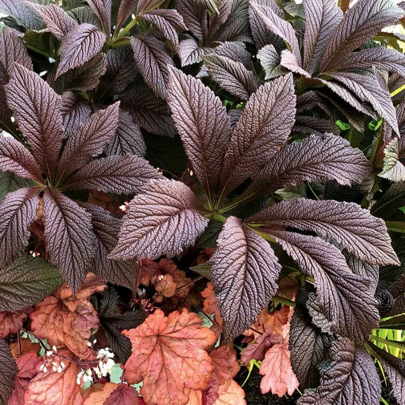 Роджерсия (Rodgersia)