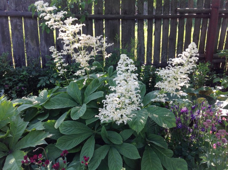 Роджерсия конскокаштанолистная (Rodgersia aesculifolia)