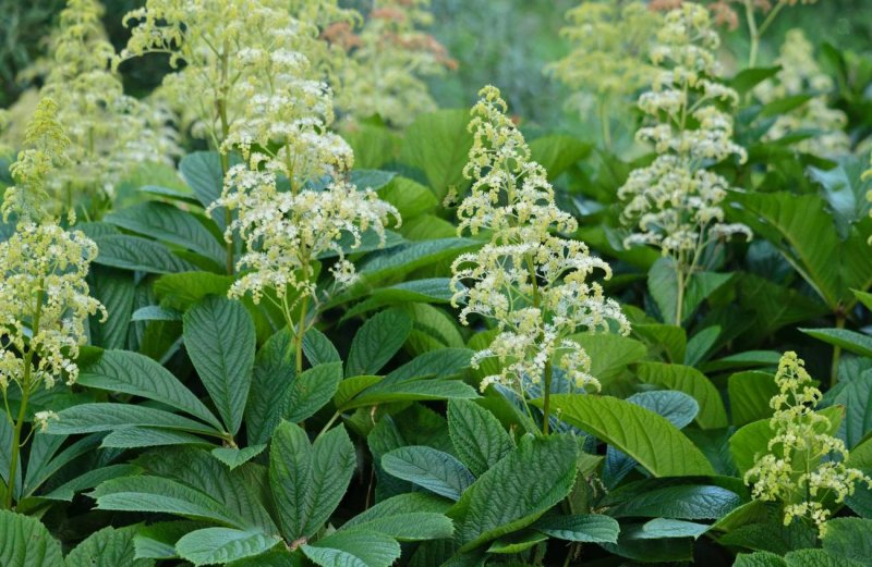 Роджерсия конскокаштанолистная (Rodgersia aesculifolia)