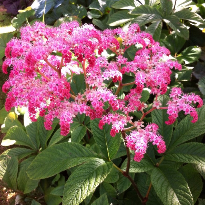 Роджерсия конскокаштанолистная (Rodgersia aesculifolia)
