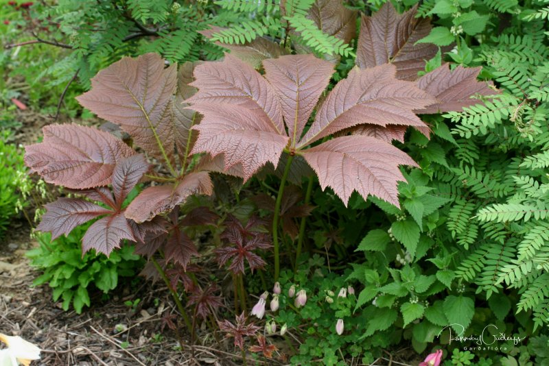 Роджерсия конскокаштанолистная (Rodgersia aesculifolia)