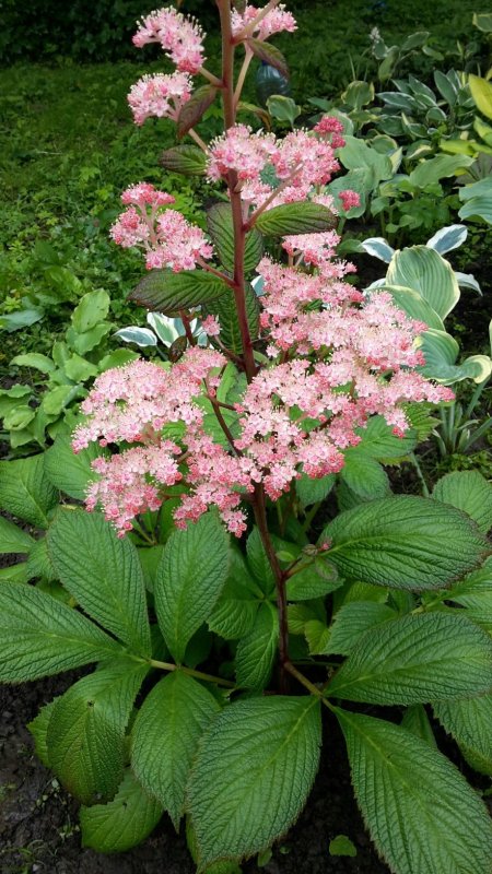 Роджерсия перистая (Rodgersia pinnata)