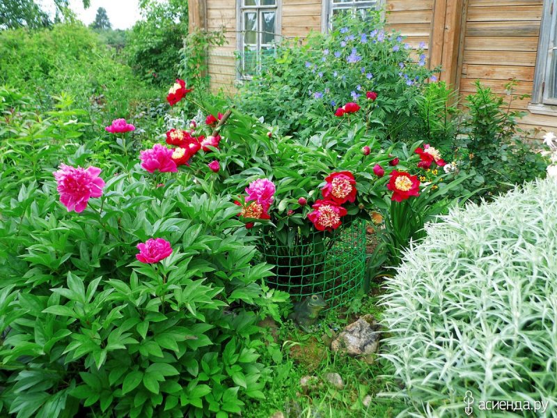 Клумба с пионами розами лилиями