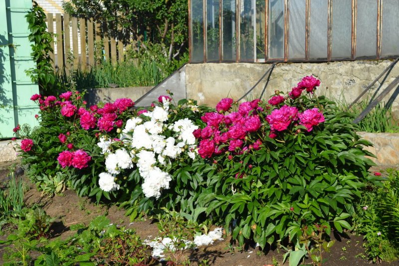 Флоксы бархатцы пион роза