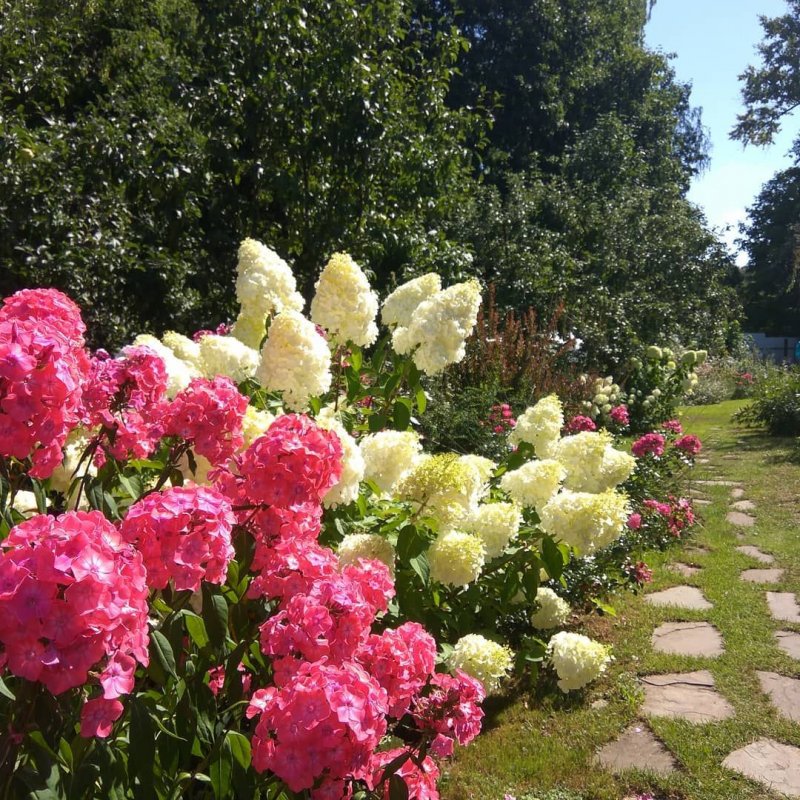 Клумбы с гортензией и флоксами