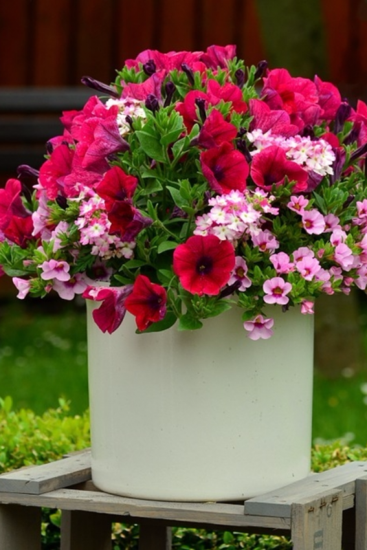 Петуния Vista Fuchsia