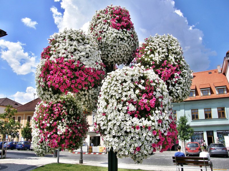 Петунья древовидная