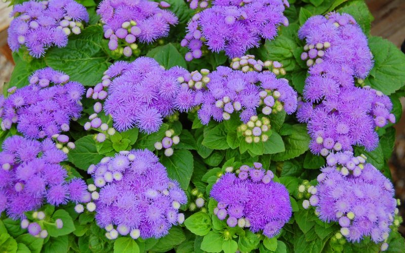 Агератум Хоустона Aloha Blue
