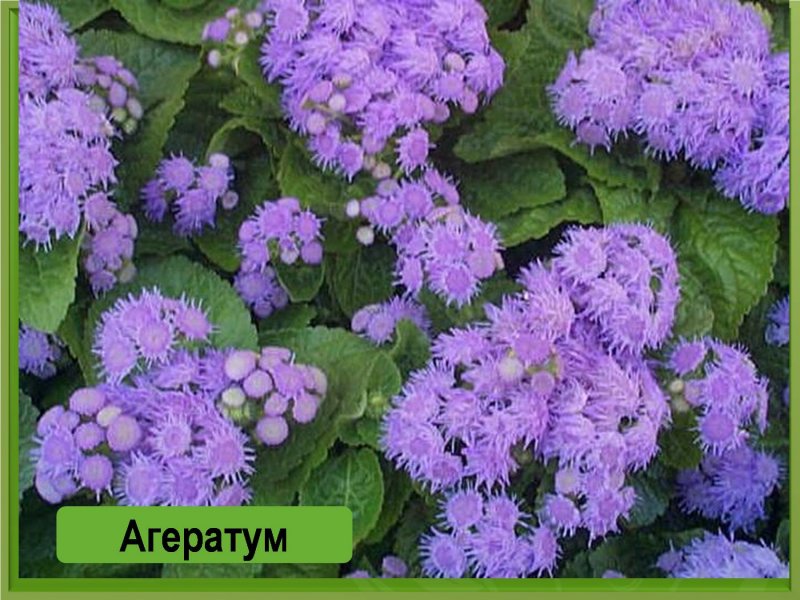 Агератум снежный шар